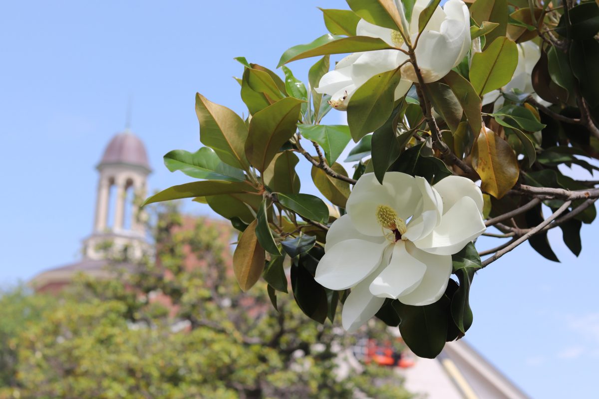 Large white flower with TWU building in background