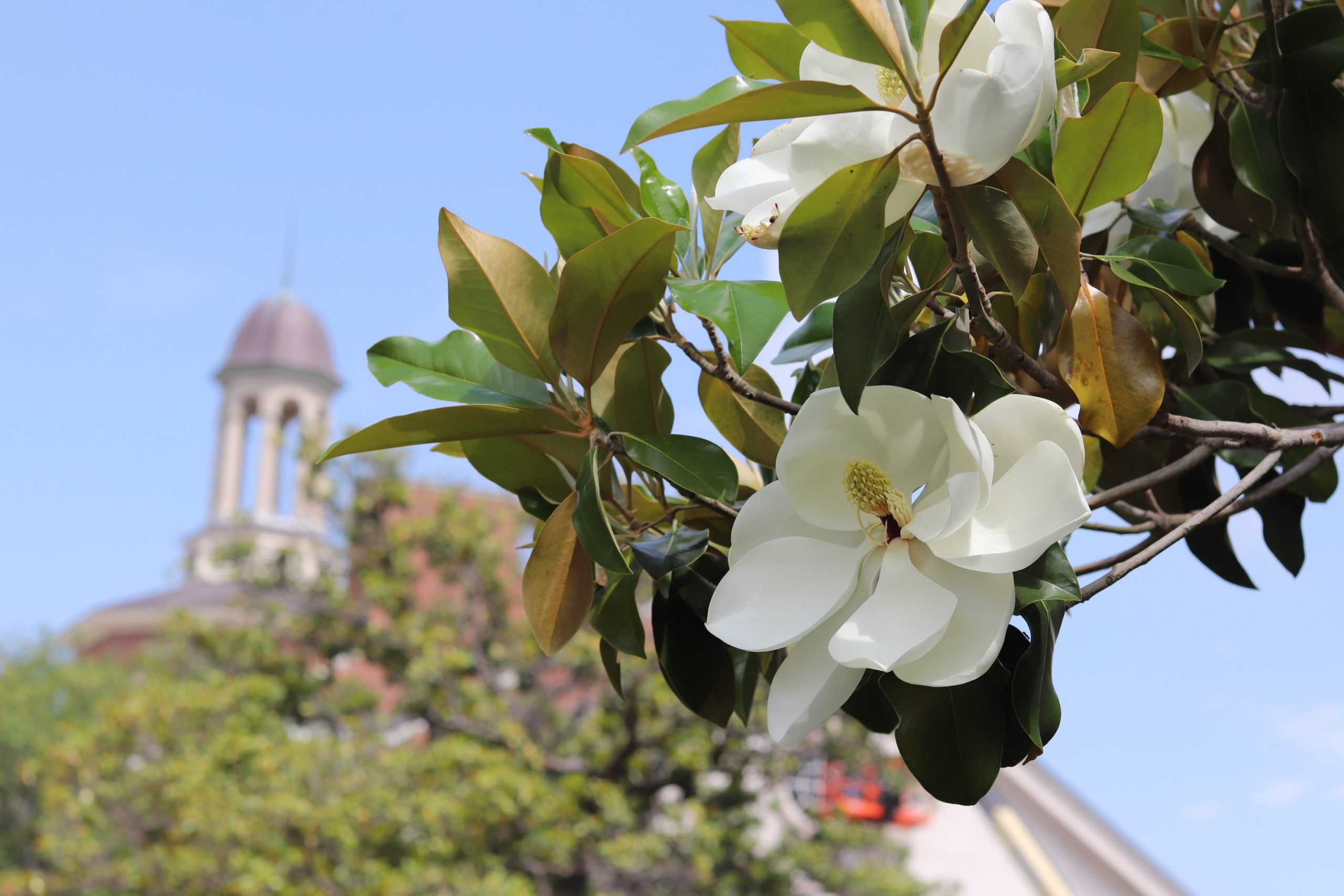 Large white flower with TWU building in background