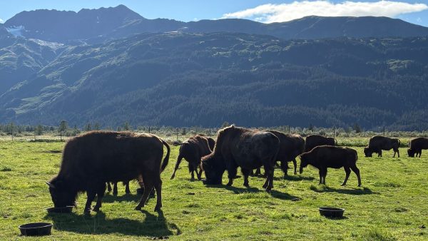 Bison stand in field with mountains in background