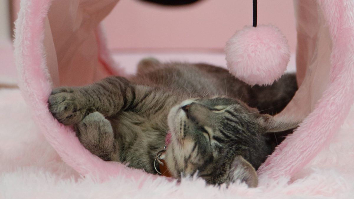 Cat lays with eyes closed in fuzzy tunnel