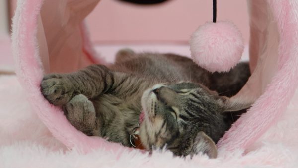 Cat lays with eyes closed in fuzzy tunnel
